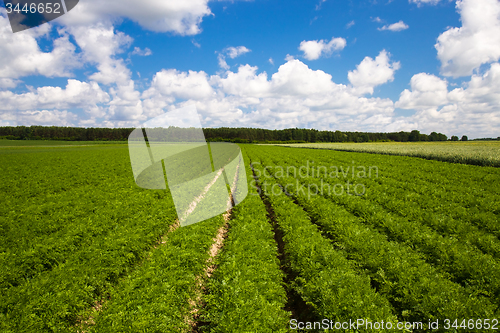 Image of   carrots