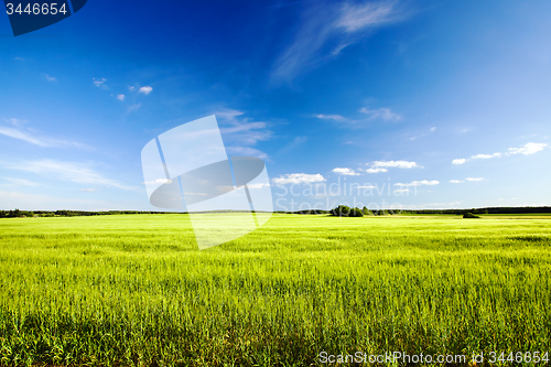 Image of  green unripe grains