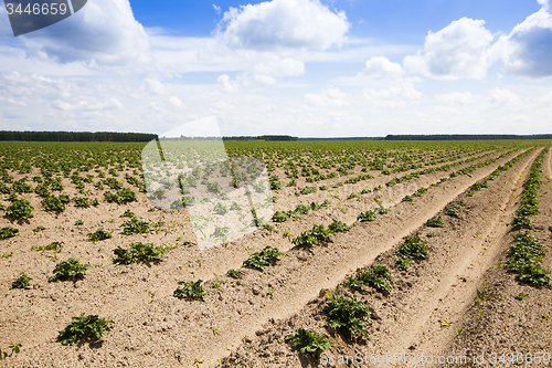 Image of potato field  