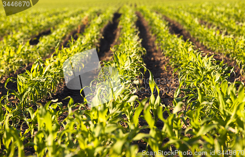 Image of corn  