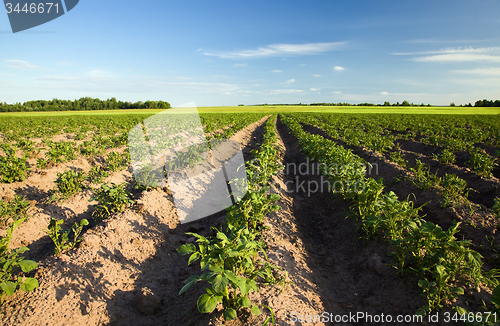 Image of field with potatoes