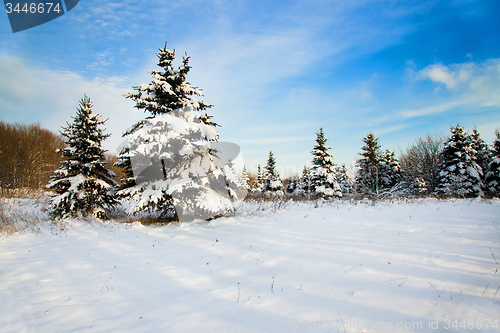 Image of  fir tree, Winter
