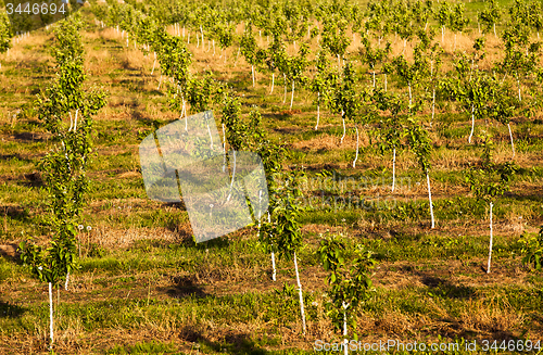 Image of apple garden 