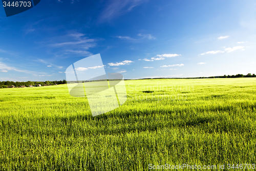 Image of immature wheat