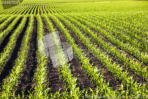 Image of corn field  