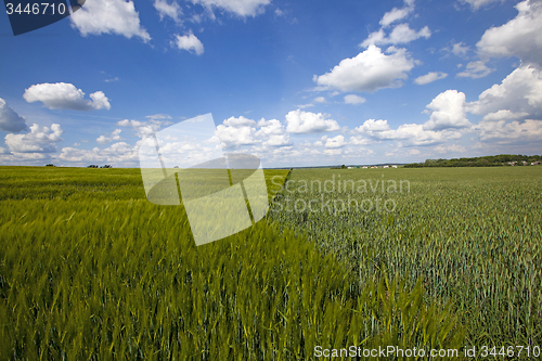 Image of immature wheat