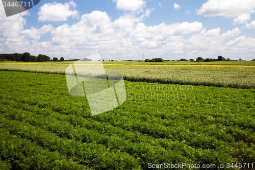 Image of   carrots