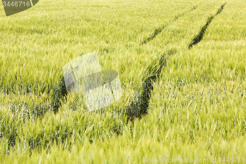 Image of wheaten field  