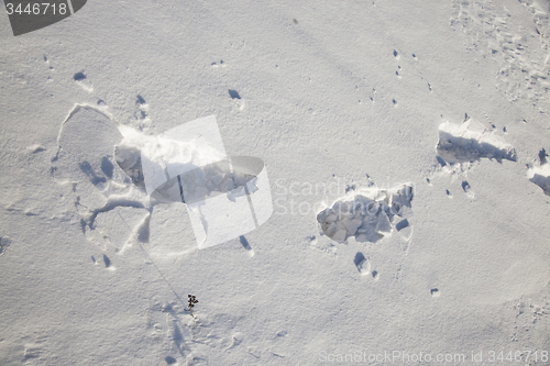 Image of traces in snow  