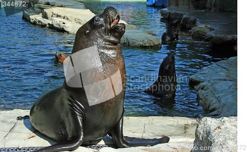 Image of Curious seal