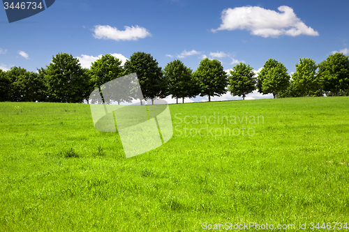 Image of   trees in  summer 