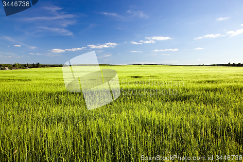 Image of  green unripe grains