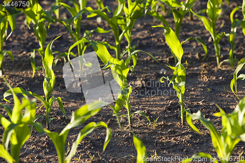 Image of green corn 