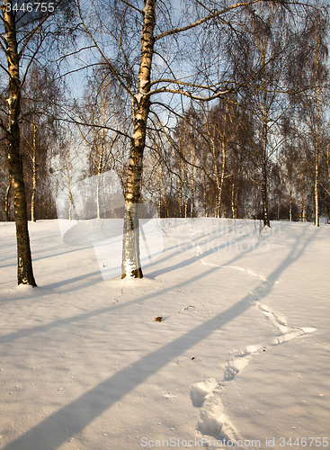 Image of birchwood in the winter 