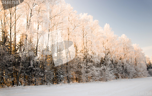 Image of trees   in winter