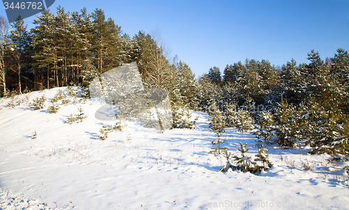 Image of Winter forest