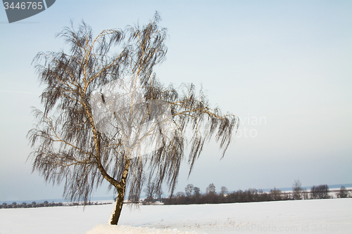 Image of one tree