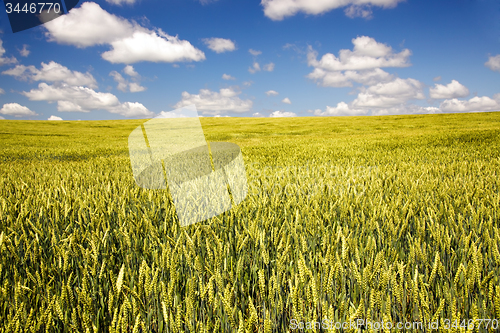 Image of  green unripe grains