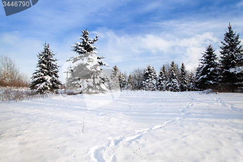Image of winter forest 