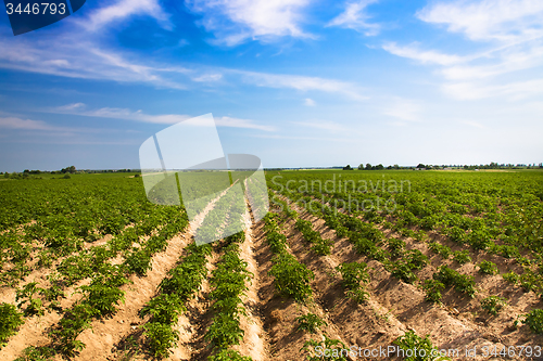 Image of potato field