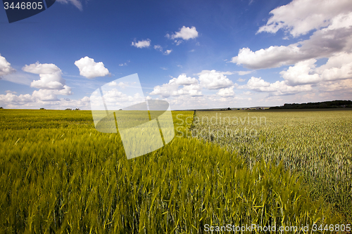 Image of  green unripe grains