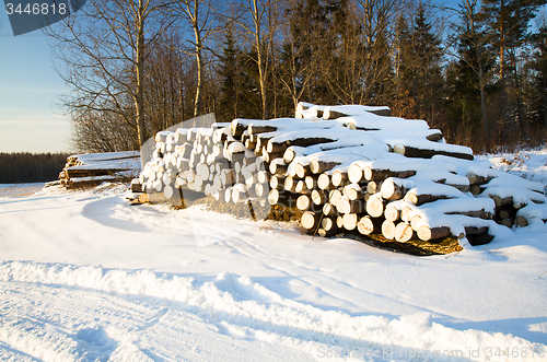 Image of   sawed trees