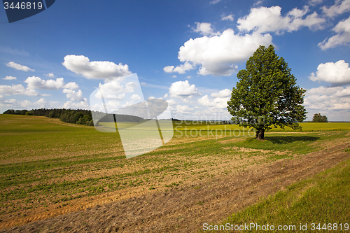 Image of tree in summer