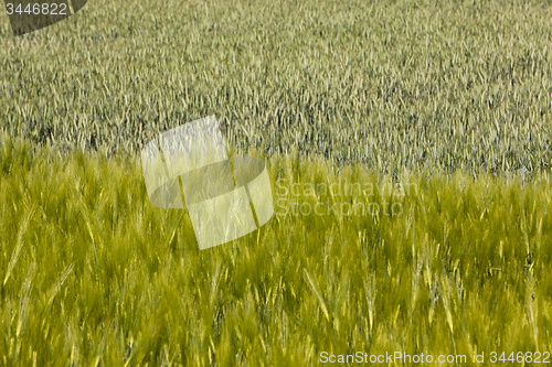 Image of barley  