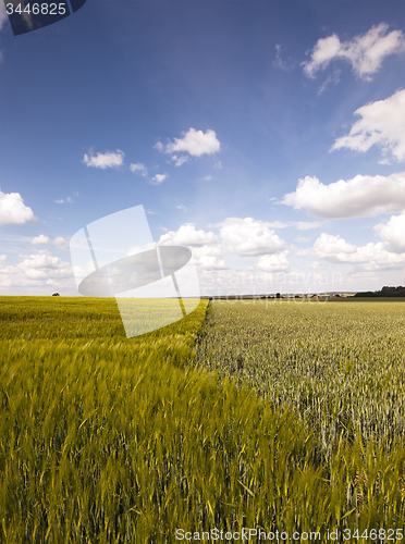 Image of  green unripe grains