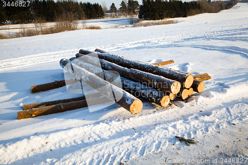 Image of   sawed trees