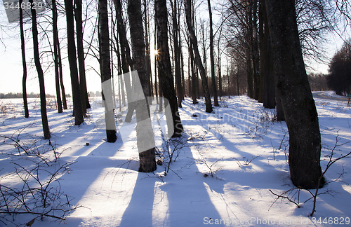 Image of trees in the winter 