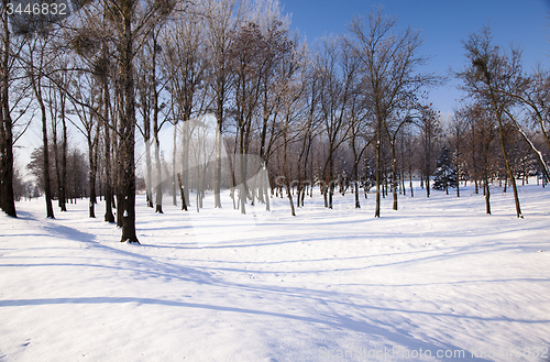 Image of trees   in winter