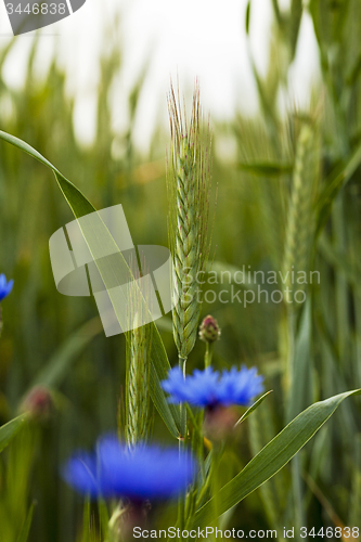 Image of green wheat  