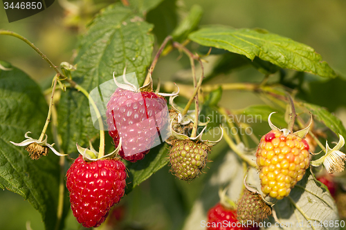 Image of ripe raspberry  