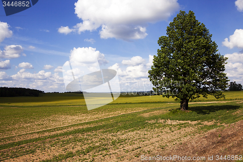 Image of tree in the field  