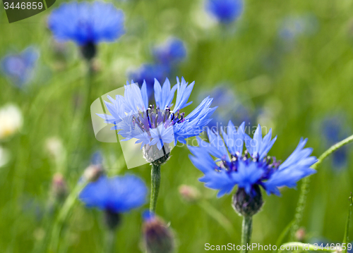 Image of cornflowers  