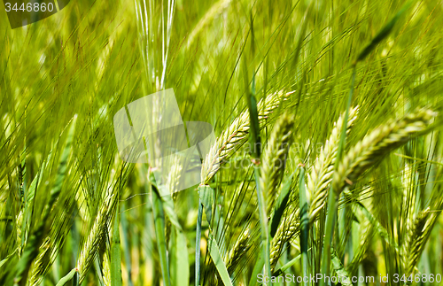 Image of  green unripe grains