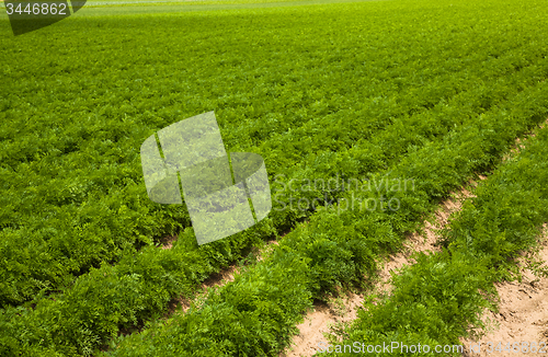 Image of   carrots