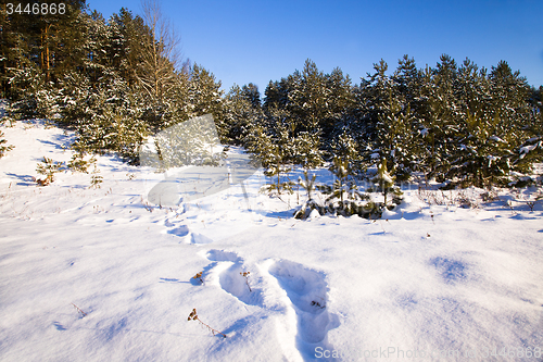 Image of trees   in winter