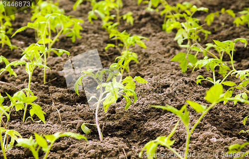 Image of  field   tomato