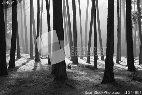 Image of Presidio, San Francisco, CA