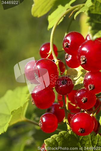 Image of Branch of ripe redcurrant berries 