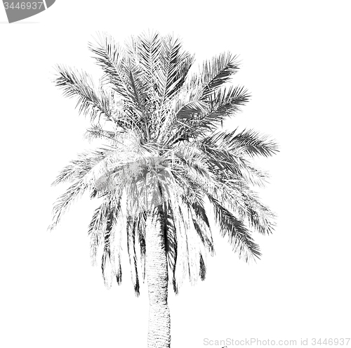 Image of tropical palm in morocco africa alone and the sky