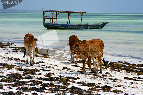 Image of africa cow coastline boat   in the  blue lagoon relax  of zanzib