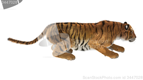 Image of Tiger