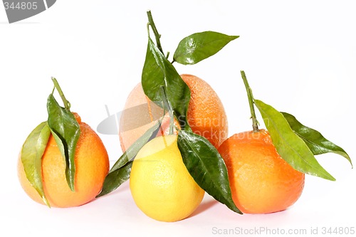 Image of Citrus fruit collection