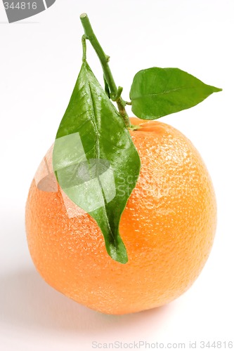 Image of Orange