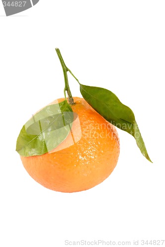 Image of Tangerine