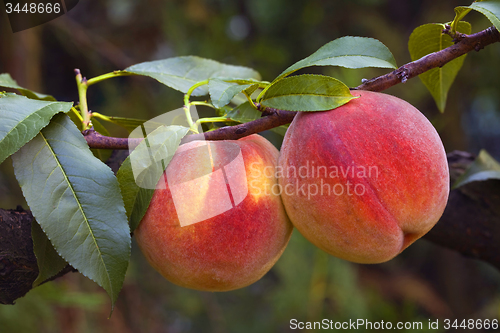 Image of Peaches
