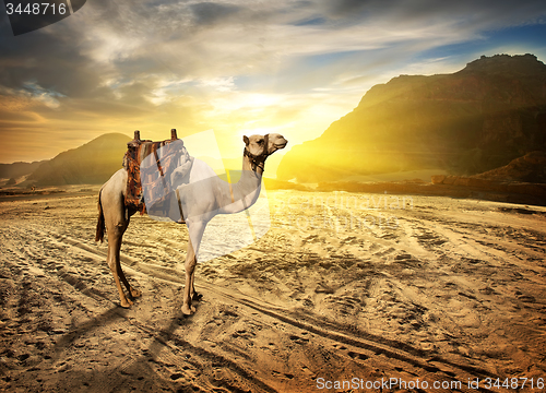 Image of Camel in desert